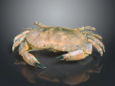 Fresh Brown Spotted Crab With Claws And Legs On Black Background 3d model