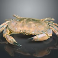 Fresh Brown Spotted Crab With Claws And Legs On Black Background