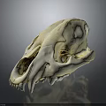 Animal Skull Skeletal Organ with Sharp Teeth and Cranial Features on Dark Reflective Surface 3d model