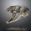 Detailed Animal Skull Organ Structure With Visible Bone And Sharp Teeth