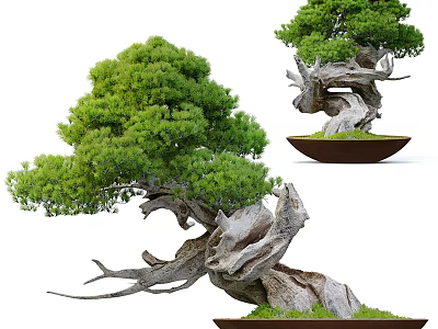 Lush Green Bonsai Tree with Twisted Trunk and Dense Foliage in Brown Ceramic Pot 3d model