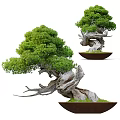 Lush Green Bonsai Tree with Twisted Trunk and Dense Foliage in Brown Ceramic Pot