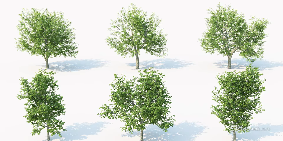 Different Shaped Arbor Trees Displaying Green Foliage and Shadows on White Background 3d model