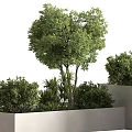 Modern Garden Features Design With Concrete Planters Trees And Shrubs