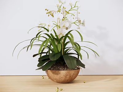 Beautiful Potted Orchid Plant With White Flowers And Green Leaves On Wooden Tabletop 3d model