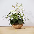 Beautiful Potted Orchid Plant With White Flowers And Green Leaves On Wooden Tabletop