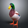 Colorful Mallard Duck With Green Head Yellow Beak And Orange Feet On Gray Background