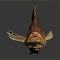 Orange Fish Displaying Organs And Hair like Scales With Fins Eyes And Reflection In Studio