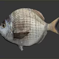 Shiny Silver Scaled Fish With Orange Eyes Open Mouth And Extended Fins