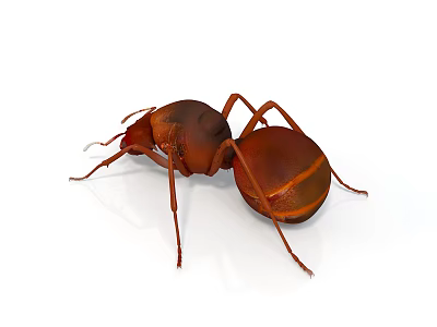 Brown Ant With Orange Stripes Isolated On White Background In Detailed Close Up View 3d model