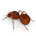 Brown Ant With Orange Stripes Isolated On White Background In Detailed Close Up View