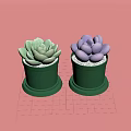 Succulent Potted Plants Green Lotus and Purple Egg Shaped in Green Pots on Pink Background