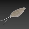 Aquatic Animal With Flat Body Fan Shaped Shell And Long Tail Spine On Dark Background