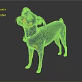 Small Black and Tan Dog Standing with Collar on Dark Background