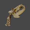 Detailed Animal Skull With Sharp Teeth And Bone Texture On Black Background