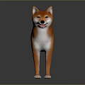 Orange and white Shiba Inu standing on reflective surface with gray background
