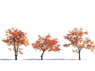 Autumn Themed Arbor Trees with Red and Orange Leaves Three in Row on White Background 3d model