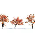 Autumn Themed Arbor Trees with Red and Orange Leaves Three in Row on White Background