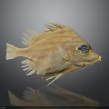 Light Brown Striped Fish With Blue Eyes White Edged Fins Tail On Dark Background Reflection