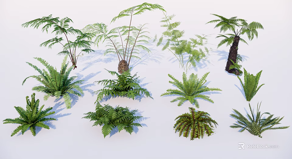Diverse Collection Of Green Ferns And Palm Plants With Natural Foliage 3d model 