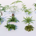 Diverse Collection Of Green Ferns And Palm Plants With Natural Foliage