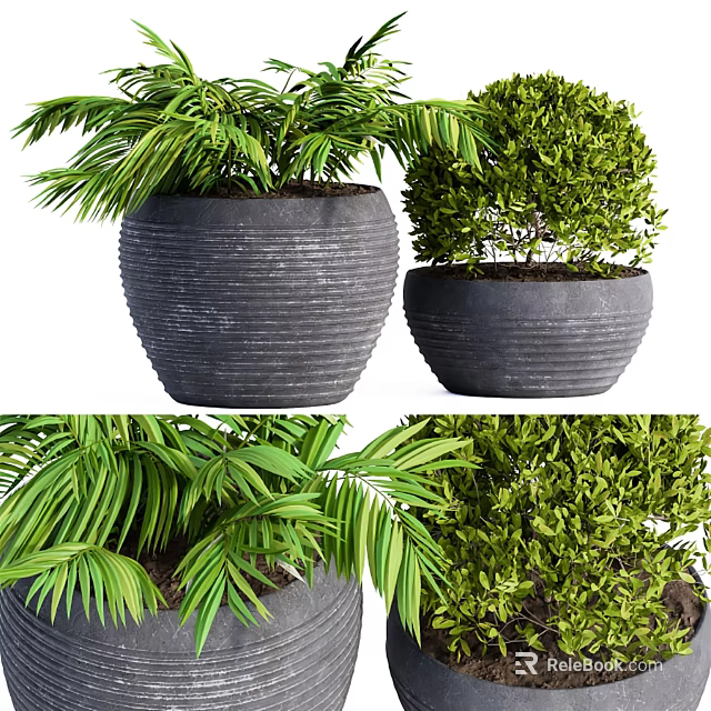 Bonsai Potted Plants With Palm Leaves And Bushy Green Shrubs In Textured Dark Pots 3d model 