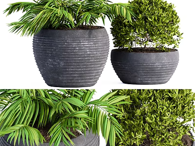 Bonsai Potted Plants With Palm Leaves And Bushy Green Shrubs In Textured Dark Pots 3d model