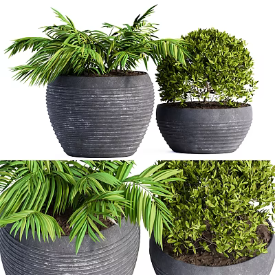 Bonsai Potted Plants With Palm Leaves And Bushy Green Shrubs In Textured Dark Pots 3d model