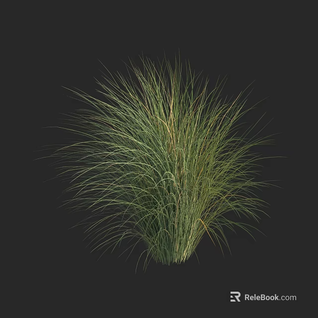 Lush Green Ornamental Grass With Long Slender Feathery Leaves For Garden 3d model 