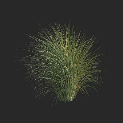 Lush Green Ornamental Grass With Long Slender Feathery Leaves For Garden 3d model
