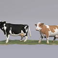 Two Cows Standing On Green Grass With Different Color Patterns
