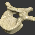 Detailed Anatomical Vertebra Model Showing White Bone Structure On Dark Background