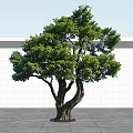 Lush Arbor with Thick Trunk and Green Foliage Against White Wall and Gray Ground