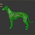 Brown And White Greyhound Dog In Standing Pose With Grey Background And Reflective Surface