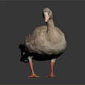 Realistic Brown Duck 3D Model Standing with Orange Feet on Dark Background