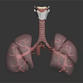 Human Lung Anatomical Model Featuring Trachea Bronchial Tree And Vascular Texture 3d model