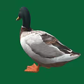 A Duck With Black Head Yellow Beak White And Brown Body On Green Background