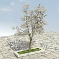 Tree Pit with White Flowering Tree on Stone Paved Ground and Blue Sky 3d model