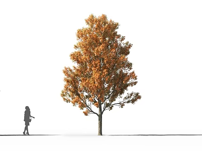 Autumn Arbor with Orange Yellow Leaves and Pedestrian Silhouette on White Background 3d model