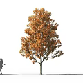 Autumn Arbor with Orange Yellow Leaves and Pedestrian Silhouette on White Background