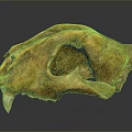 Detailed Animal Skull Fossil With Brown Texture And Canine Teeth Structure