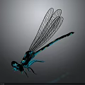 3D Rendered Dragonfly With Black Blue Body And Transparent Wings