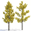 Two Deciduous Trees with Vibrant Yellow Lush Leaves and Thick Brown Trunks