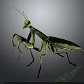 Realistic Green Mantis Featuring Detailed Body Structure Long Forelegs And Antennae