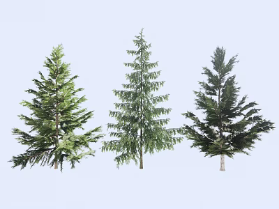 Three Varieties of Evergreen Trees with Lush Green Foliage and Natural Shapes 3d model