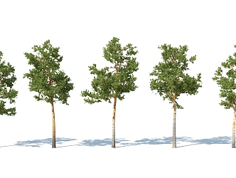 The Modern Tree 3d model