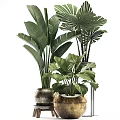 Large Leaf Indoor Potted Plants With Decorative Ceramic Pots For Home Interior Design