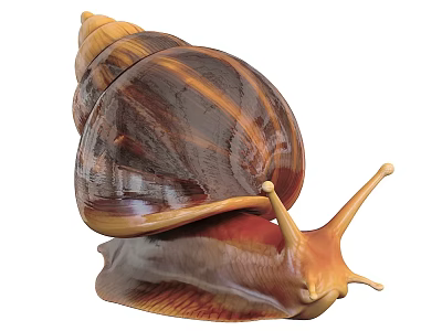 Detailed Reptile With Spiral Brown Yellow Striped Shell And Orange Red Body 3d model