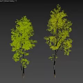 two locust trees 3d model