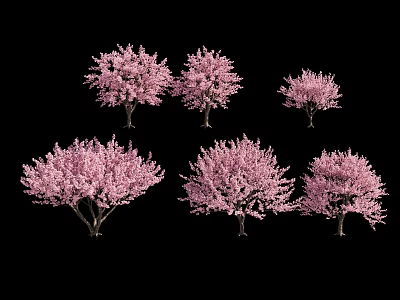 Six Beautiful Trees With Vibrant Pink Blossoms Against Black Background 3d model